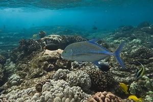 Bluefin trevally