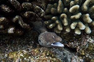 Whitemouth moray eel