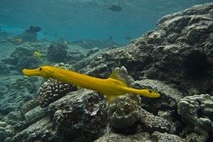 Pacific Trumpetfish