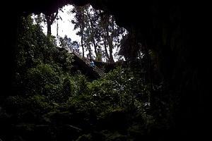 Looking out from Kaumana Cave lava tube