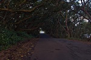 Tree covered section of Kalapana-Kapoho Road