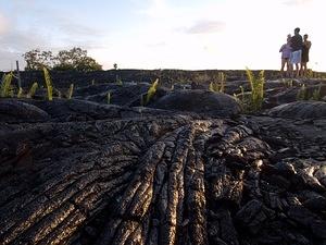 Ferns growing from the lava flow