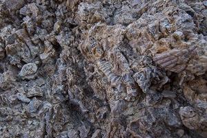 Fossils from the warm waters of the ancestral Sea of Cortez