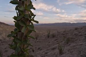 Ocotillo leaves