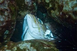 Eel hiding behind the fishhead