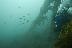 Mani coming out of the kelp