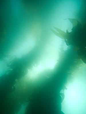 Sunny haze in the kelp