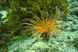 Orange tube dwelling anemone