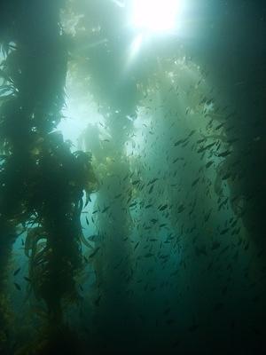 Kelp and baitfish