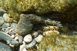 A small octopus camouflaged in the rocks