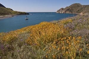 Wildflowers and the harbor