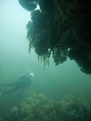 Lisa looking over the gorgonian wall