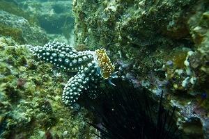 Hermissenda crassicornis on a starfish