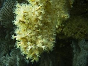 Zoanthid anemone