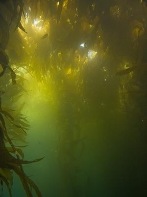 Kelp overhead