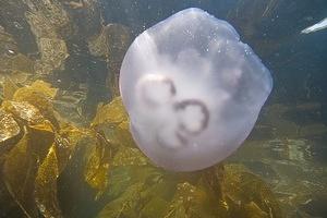 Moon jellyfish in the kelp