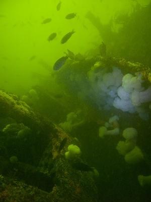 White metridium and fish near the communications tower