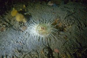 Anenome on the sandy wall