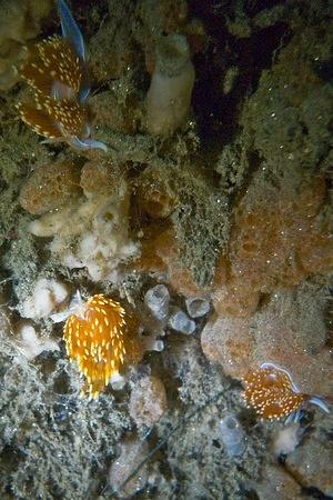 Hermissenda nudibranchs on orange sponges