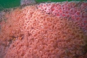 Wall of strawberry anemone