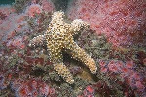 Giant spined starfish
