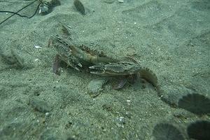 2008.05.26 Vallecitos point dive