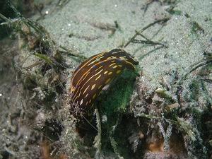 Navanax nudibranch