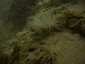 Gobies and an anemone