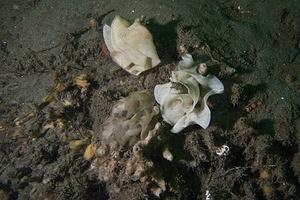 Nudibranch eggs