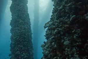 Kelp bass and rig columns