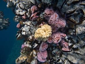 Yellow sponge and strawberry anemones