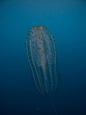Spotted salp