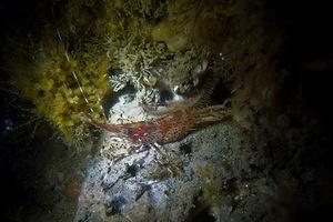 Blue spotted shrimp