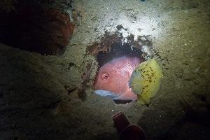 Sheephead hiding in the canyon wall with a lemon driod