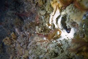 Spotted shrimp with brittle stars