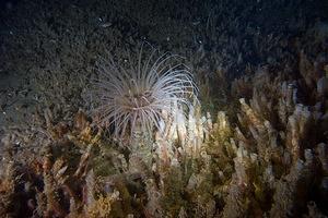 Tube dwelling anemone