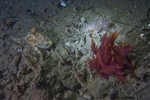 Octopus and two dendronotus iris nudibranch