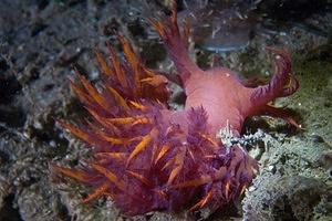 Crimson Dendronotus iris nudibranch