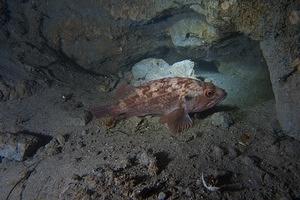 Rockfish on the canyon wall