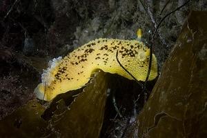 Lemon Droid nudibranch