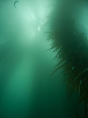 Milky sunlight in the kelp