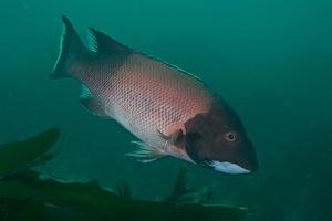 Male sheephead