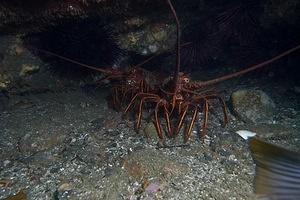 Spiny lobster