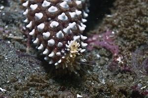 Starfish feeling for dinner