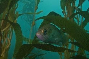 Kelp rockfish in the kelp