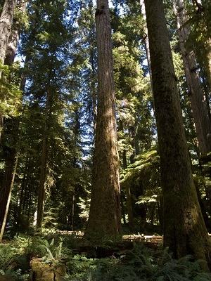 Giant Douglas fir