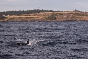 An orca surfacing near the boat