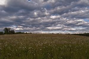 Clouds and daisies