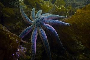 Sun Sea Star