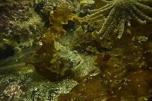 Sculpin and sunflower starfish